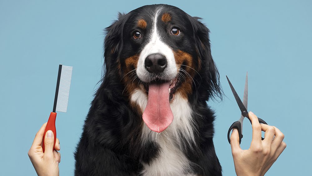 Mascotas y accesorios: qué se está ofreciendo hoy en el mercado local